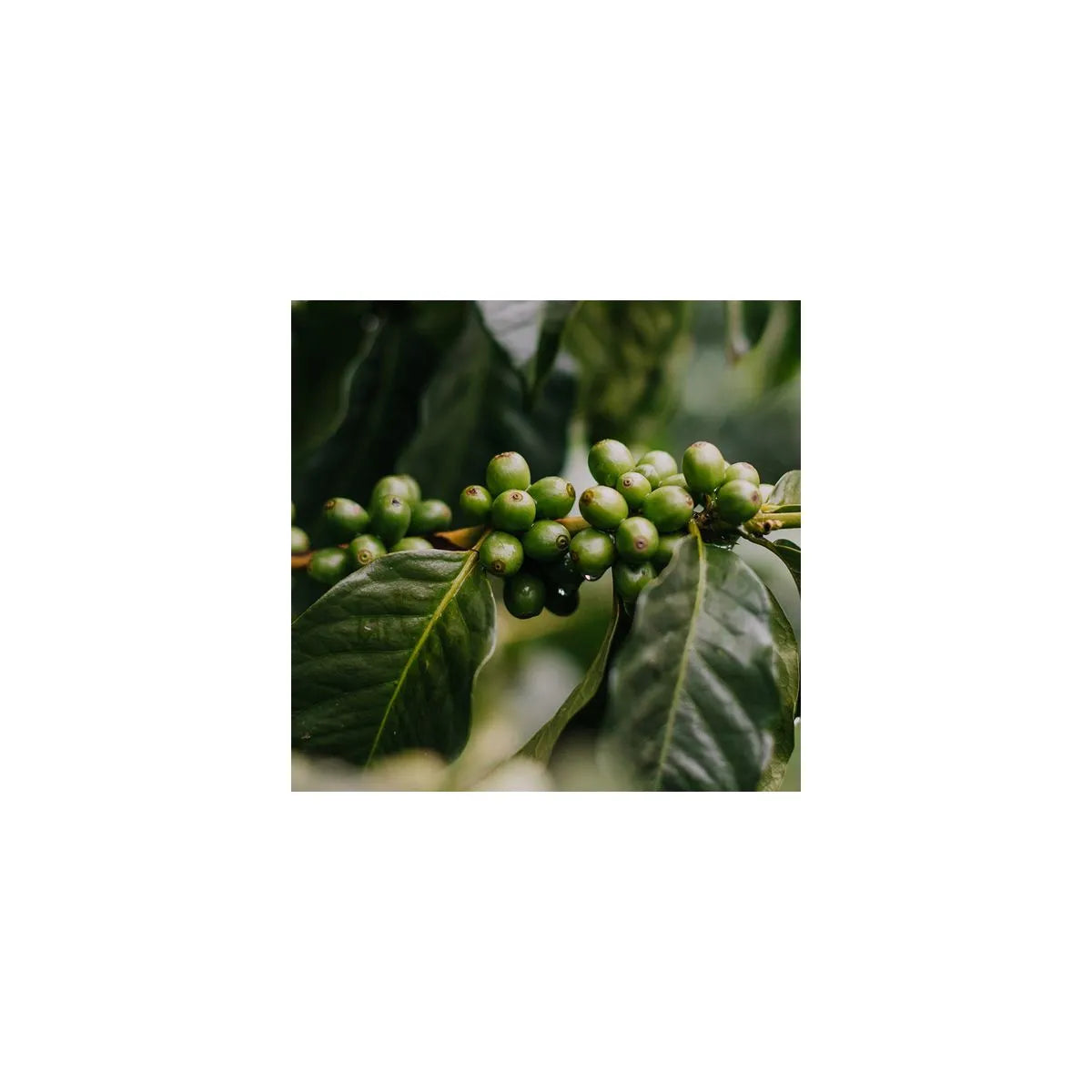 Colombia Fincamigos - Single origin coffee