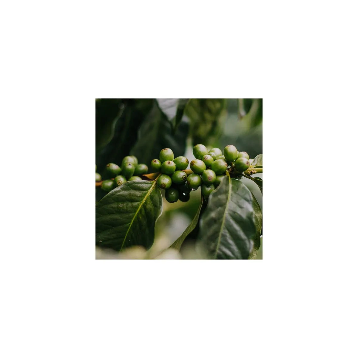 Colombia Flor del Desierto - Single origin coffee