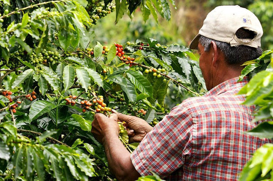 picking coffee berries