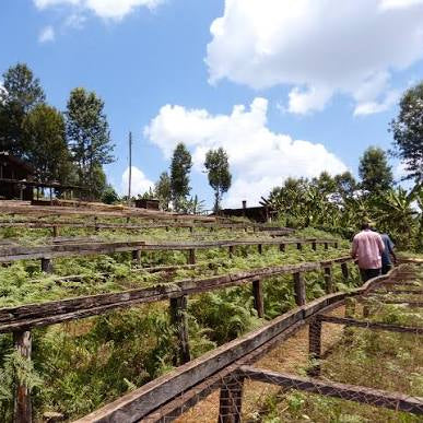 A wide outdoor scene showing terraced coffee plantation with wooden railings and a small house in the background under a blue sky with white clouds. Two people are visible walking along a path on the right side.